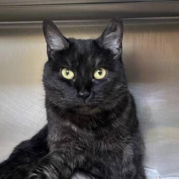 Dizzy -  Domestic Short Hair Cat for Adoption in Richmond, Virginia - Dizzy | PetCurious