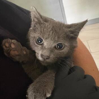 Charlotte -  Domestic Short Hair Cat for Adoption in Lufkin, Texas - Charlotte | PetCurious