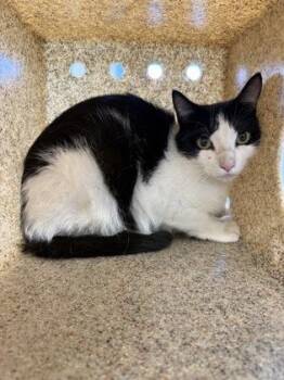 Gardenia -  Domestic Short Hair Cat for Adoption in Lafayette, Indiana - Gardenia | PetCurious