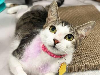 Vintage -  Domestic Short Hair Cat for Adoption in Port Washington, New York - Vintage | PetCurious