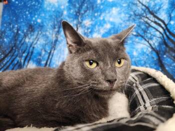 Rescue Domestic Short Hair Cats for Adoption in Greensburg, Pennsylvania - Maine | PetCurious