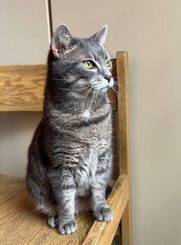 Rescue Domestic Short Hair Cats for Adoption in Williamsport, Pennsylvania - Feena | PetCurious