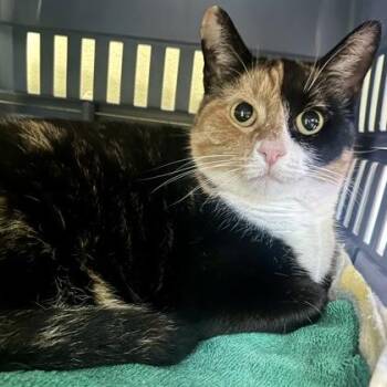 Latte -  Domestic Short Hair Cat for Adoption in East Montpelier, Vermont - Latte | PetCurious