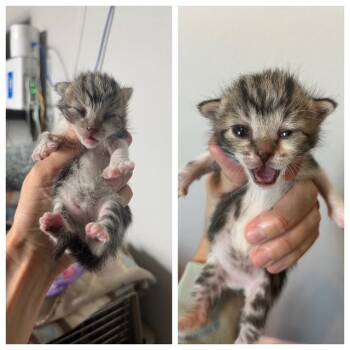 Rescue Domestic Short Hair Cats for Adoption in Midland, Texas - Maple | PetCurious