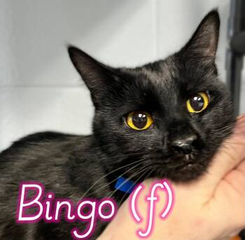 Domestic Short Hair Cats Available for Adoption - Bingo | PetCurious
