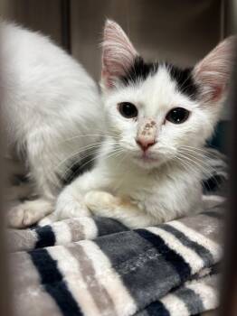 Beth -  Domestic Short Hair Cat for Adoption in Lima, Ohio - Beth | PetCurious