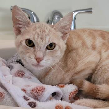 Domestic Medium Hair Cats Available for Adoption - Finn | PetCurious