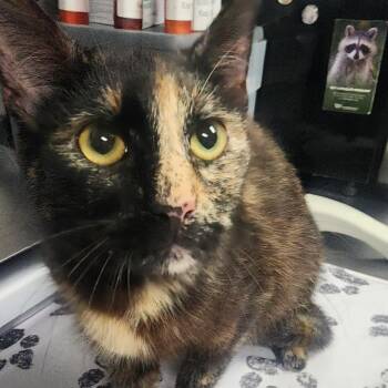 Domestic Short Hair Cats Available for Adoption in Greenville, South Carolina - Minnie | PetCurious