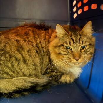 Juno -  Domestic Short Hair Cat for Adoption in Fairport, New York - Juno | PetCurious