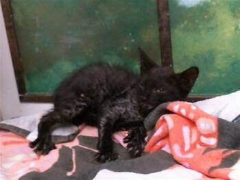 A2098280 -  Domestic Short Hair Cat for Adoption in Houston, Texas - A2098280 | PetCurious
