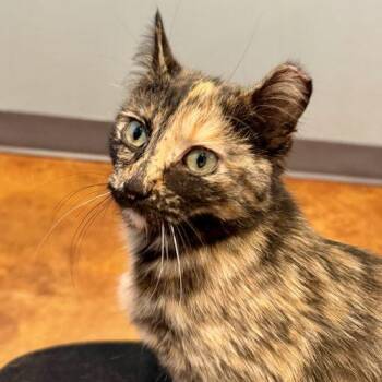 Tortoiseshell and Domestic Short Hair Cats Available for Adoption in Knoxville, Tennessee - Lobelia | PetCurious