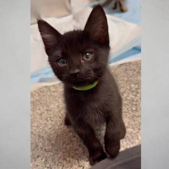 Tuba -  Domestic Short Hair Cat for Adoption in Wichita, Kansas - Tuba | PetCurious