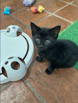 Rescue Domestic Short Hair Cats for Adoption in Philadelphia, Pennsylvania - Victoria | PetCurious