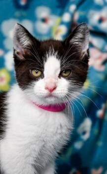 Domestic Short Hair Cats Available for Adoption in Yakima, Washington - Domina | PetCurious