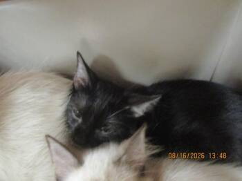 Pixie(602) -  Domestic Short Hair Cat for Adoption in Marietta, Georgia - Pixie(602) | PetCurious