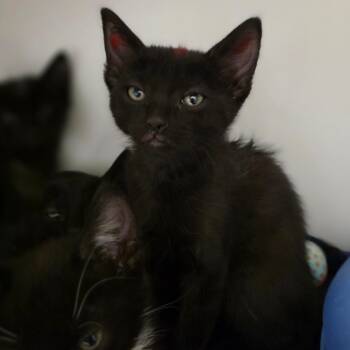 Domestic Short Hair Cats Available for Adoption in Phoenix, Arizona - Bobbin | PetCurious
