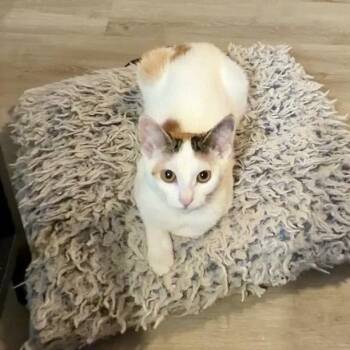 Tostada -  Domestic Short Hair Cat for Adoption in Syracuse, New York - Tostada | PetCurious