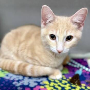 Beastboy -  Domestic Short Hair Cat for Adoption in Atlanta, Georgia - Beastboy | PetCurious