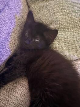 Bagheera -  Domestic Short Hair Cat for Adoption in Town 