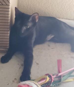 Willow -  Domestic Short Hair Cat for Adoption in San Jacinto, California - Willow | PetCurious