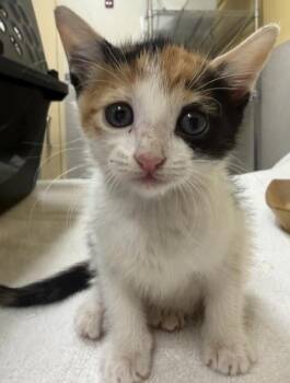Pumpkin -  Domestic Short Hair Cat Available for Adoption in Honolulu, Hawaii - Pumpkin | PetCurious