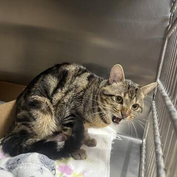 Onyx -  Domestic Short Hair Cat for Adoption in Milan, Illinois - Onyx | PetCurious