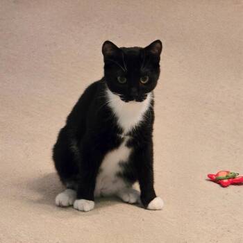 Domestic Short Hair Cats Available for Adoption - Twilight | PetCurious