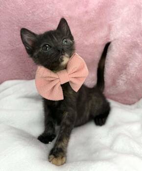 Holly -  Tortoiseshell Cat for Adoption in Tavares, Florida - Holly | PetCurious