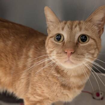 Tangi -  Domestic Short Hair Cat for Adoption in Sonoma, California - Tangi | PetCurious