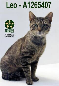 Domestic Short Hair Cats Available for Adoption in Winter Haven, Florida - LEO | PetCurious