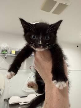 Kirk -  Domestic Short Hair Cat for Adoption in Brookings, Oregon - Kirk | PetCurious