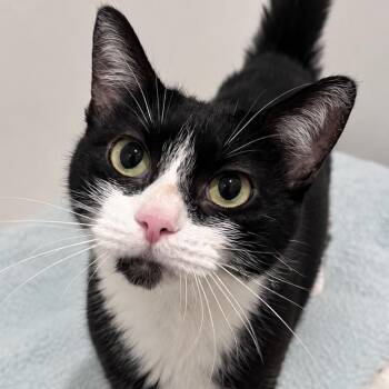 Madigan -  Domestic Short Hair Cat for Adoption in Arlington Heights, Illinois - Madigan | PetCurious