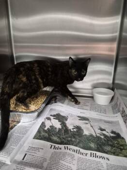 Pen 6c Izzy -  Domestic Short Hair Cat for Adoption in Lawrenceville, Georgia - Pen 6c Izzy | PetCurious
