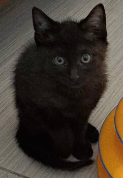 Domestic Short Hair Cats Available for Adoption - Inigo | PetCurious