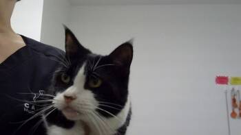 Rescue Domestic Short Hair Cats for Adoption - Edith | PetCurious