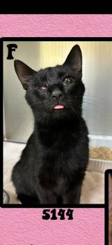 Bombay Cats Available for Adoption in Marvin, North Carolina - Ginny | PetCurious