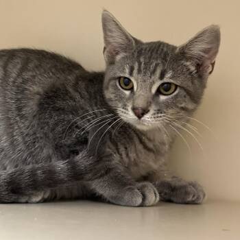 Auggie -  Domestic Short Hair Cat for Adoption in Murray, Utah - Auggie | PetCurious