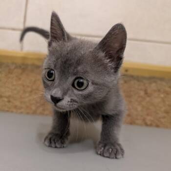 Gem -  Domestic Short Hair Cat for Adoption in Pasadena, California - Gem | PetCurious