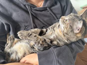 Shani -  Domestic Short Hair Cat for Adoption in Pompano Beach, Florida - Shani | PetCurious