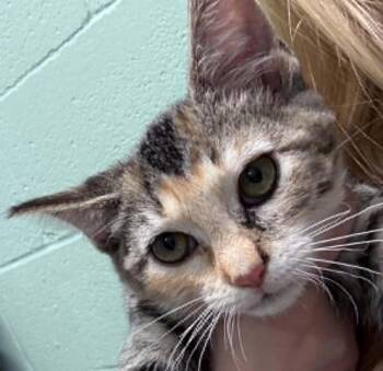 Zoot -  Domestic Short Hair Cat for Adoption in Waverly, Tennessee - Zoot | PetCurious