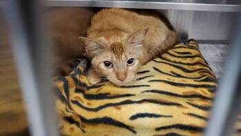 TILICO -  Domestic Short Hair Cat for Adoption in Aurora, Illinois - TILICO | PetCurious