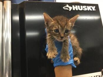 A1937979 -  Domestic Short Hair Cat for Adoption in Thousand Palms, California - A1937979 | PetCurious