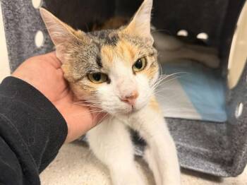 DIANA -  Domestic Short Hair Cat for Adoption in Rowlett, Texas - DIANA | PetCurious