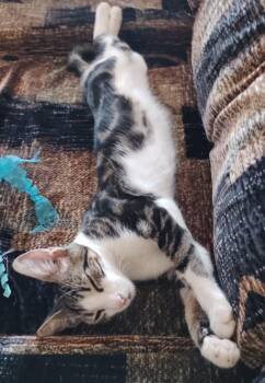 Donut -  Domestic Short Hair Cat for Adoption in San Jacinto, California - Donut | PetCurious