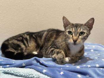 Rescue Tabby and Domestic Short Hair Cats for Adoption in Dallas, Texas - Hibiscus | PetCurious