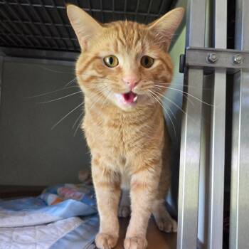 Domestic Short Hair Cats Available for Adoption in Chattanooga, Tennessee - Dandy Lion | PetCurious