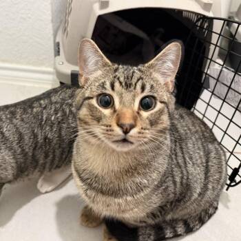 Chase II (New Digs) -  Domestic Short Hair Cat for Adoption in Dallas, Texas - Chase II (New Digs) | PetCurious