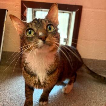 Sissy (Monarch) -  Domestic Short Hair Cat for Adoption in Sarasota, Florida - Sissy (Monarch) | PetCurious