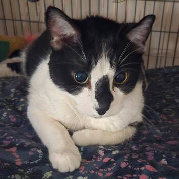 Rescue Domestic Short Hair Cats for Adoption in Magnolia, Texas - Schrodinger | PetCurious