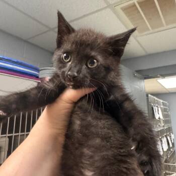Jiji -  Domestic Short Hair Cat for Adoption in Falls Church, Virginia - Jiji | PetCurious